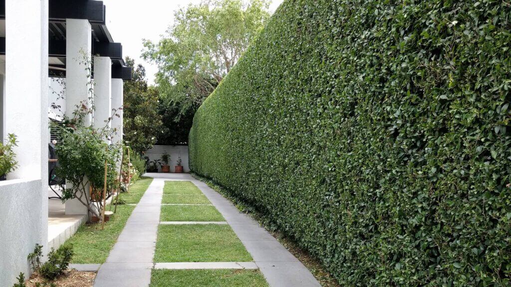 Hedge Trimming